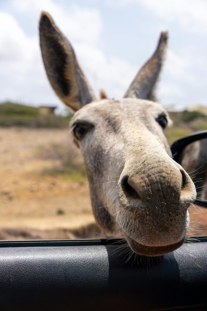 pexels-photo-31713207-31713207 Free stock photo of 2025 travel, bonaire, car